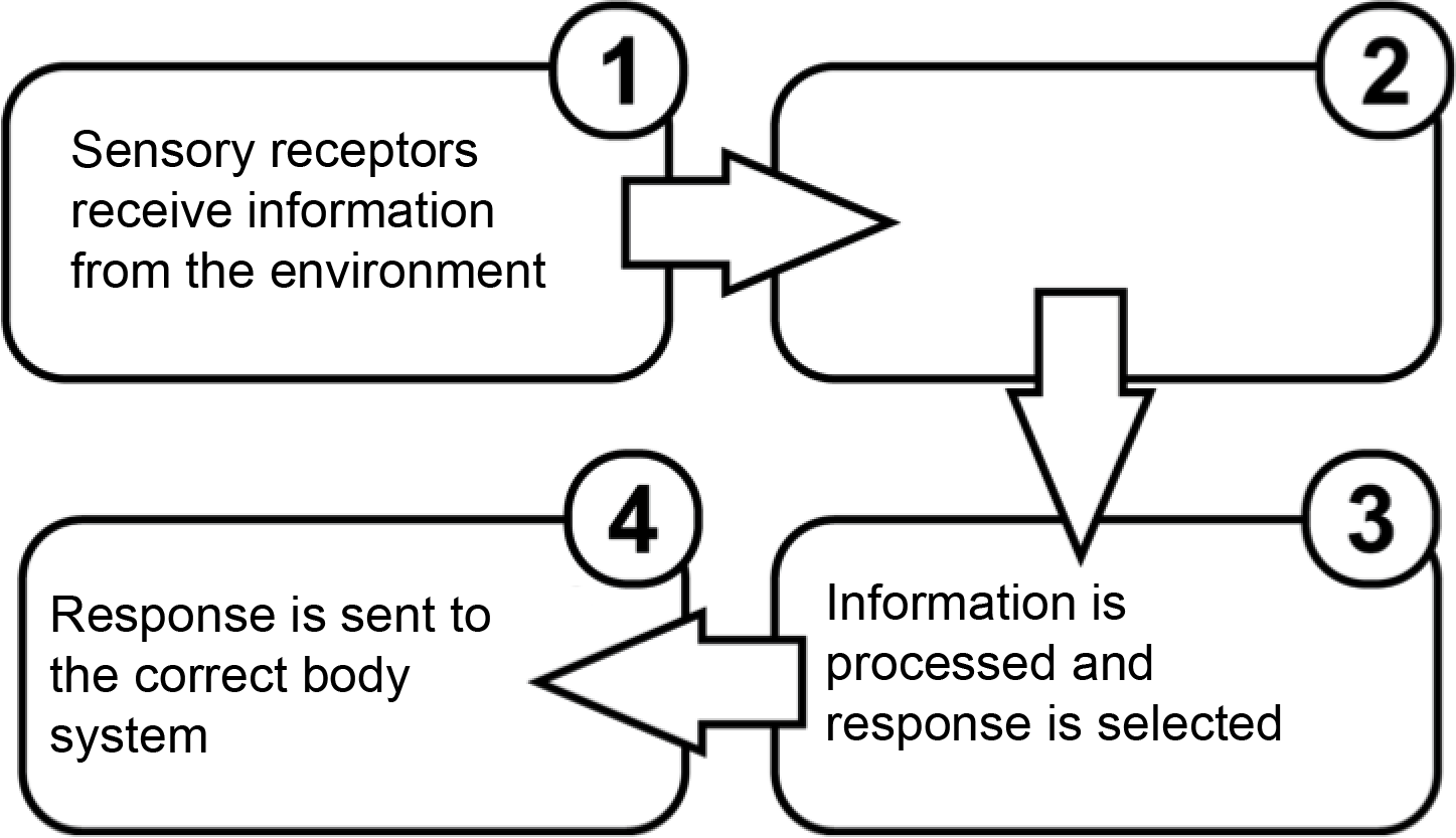 sense-receptors-mini-unit-test